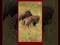 जानवरों का उसेन बोल्ट! #kunonationalpark #madhyapradesh #cheetah #swetasingh