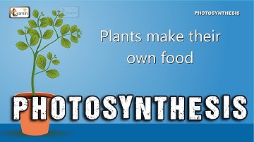Photosynthesis | Photosynthesis in plants | Photosynthesis - Biology basics for children | elearnin