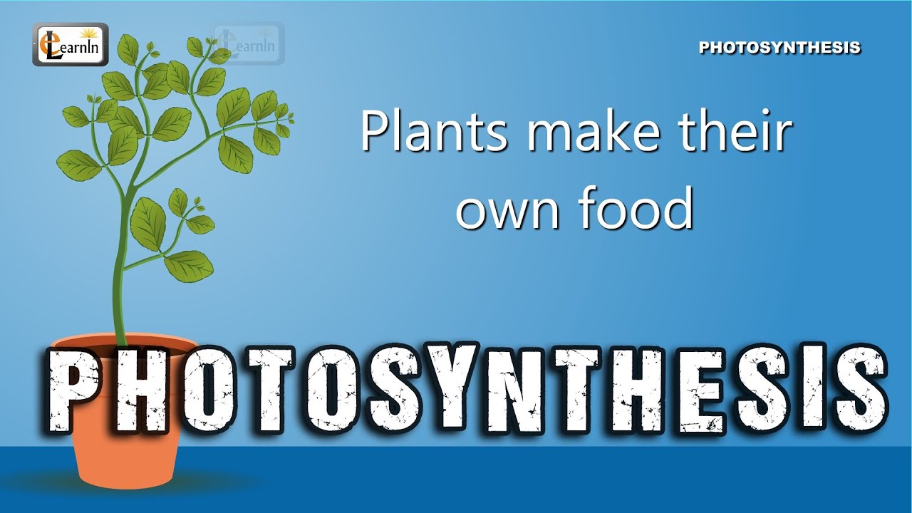 describe the importance of producers and photosynthesis