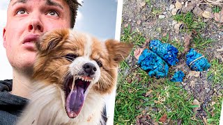 Thumbnail for Flash frisst Giftköder im Park... (Notfallklinik 🏥)