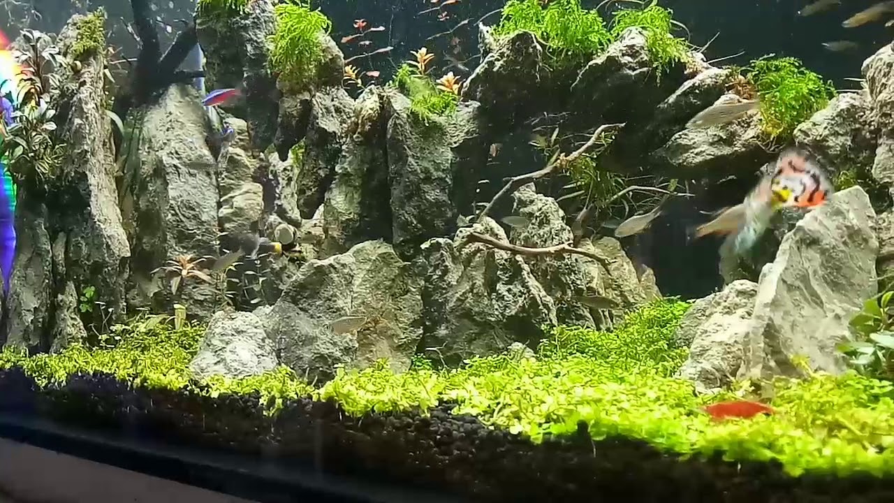 Rasbora Galaxy And Emerald feeding YouTube