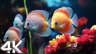 Beautiful Coral Reef Fish 4K(ULTRA HD)  Relaxing Music Coral Reefs, Fish & Colorful Sea Life