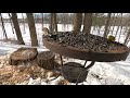 Forest Snack for Birds and Squirrels - March 5, 2021
