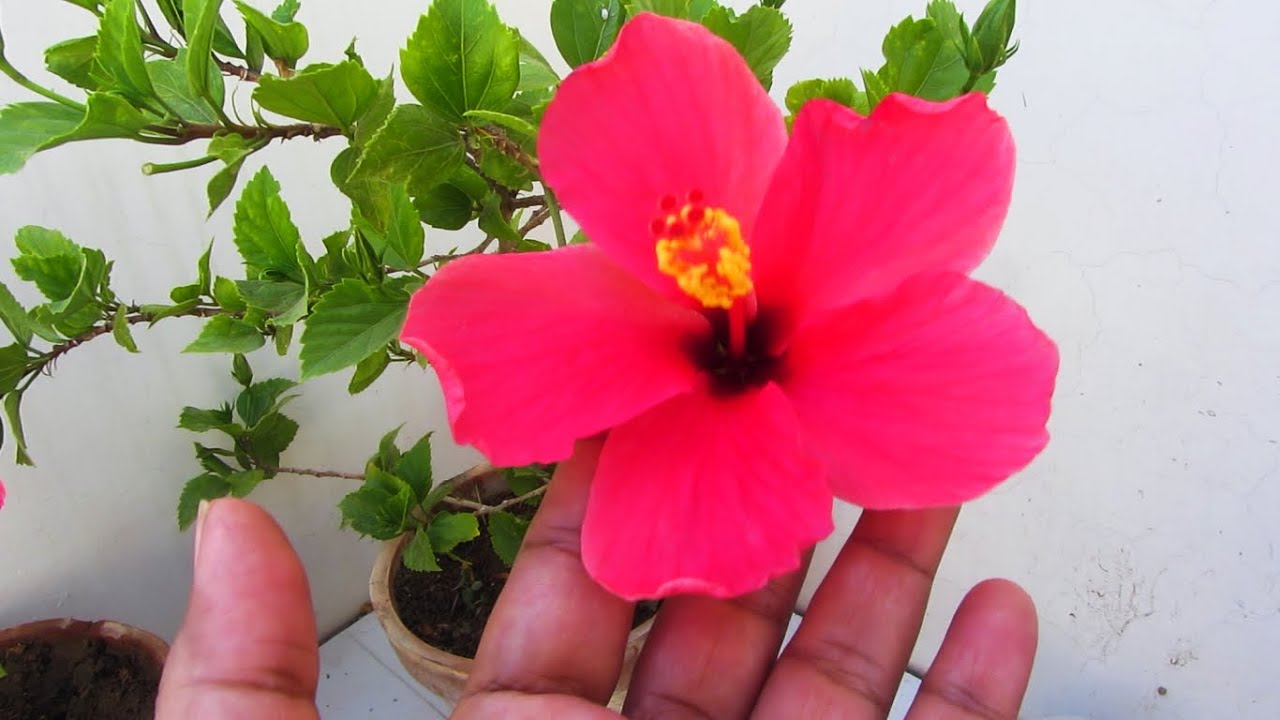 Hibiscus Plant Summer Care | Hibiscus Plant Ka Garmion Main Kese Khayal