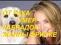 Рак унес жизнь любимого лабрадора Жанны Фриске