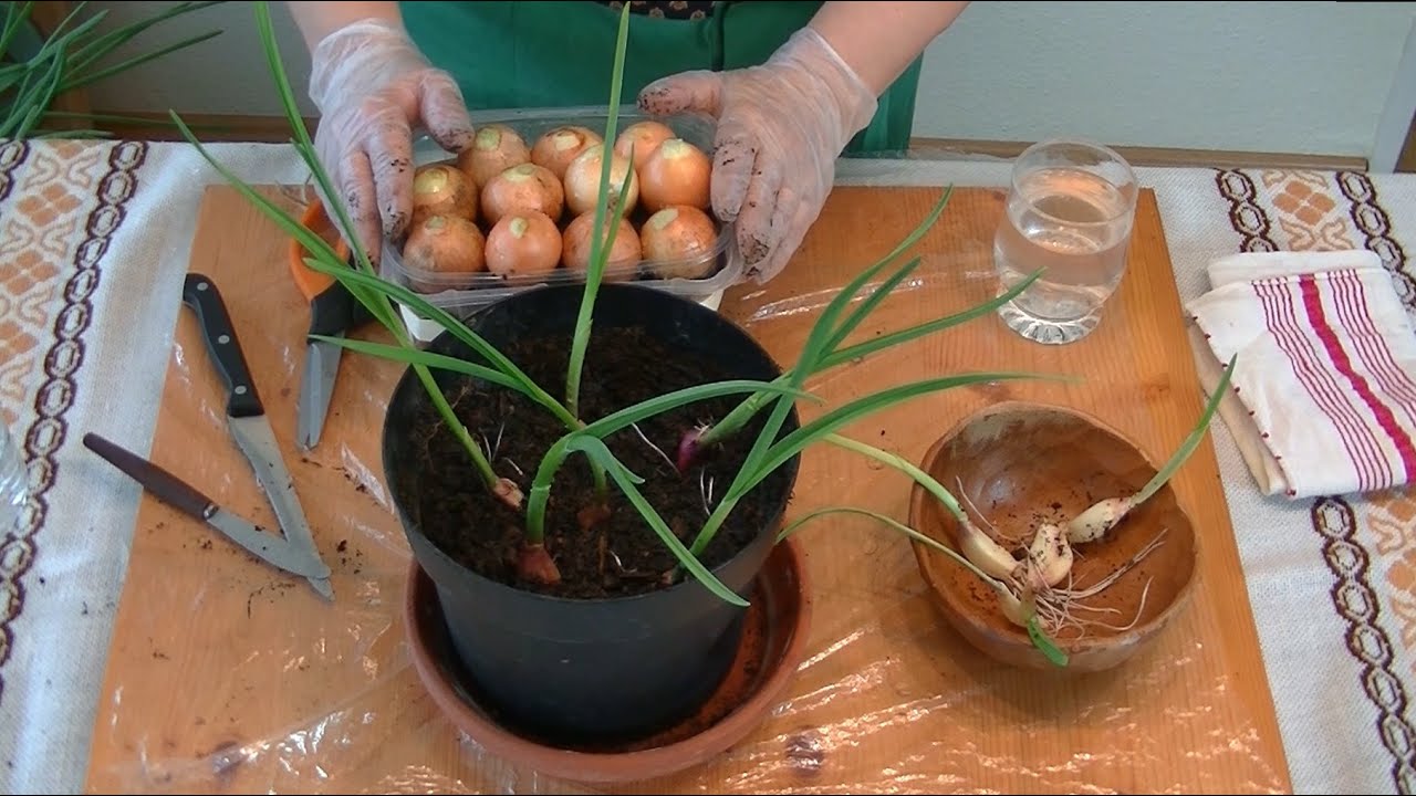 planting onions and garlic cloves YouTube