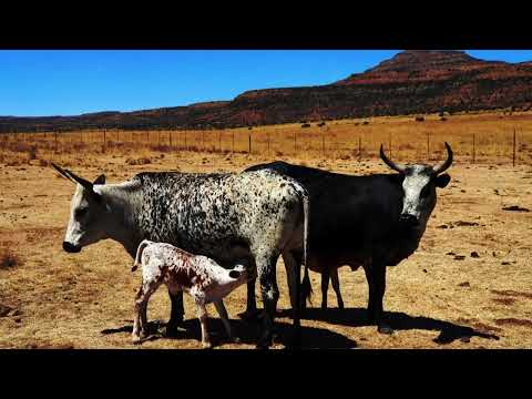 Phangandawo noThembani - Umaqondana [Official Lyric Video]