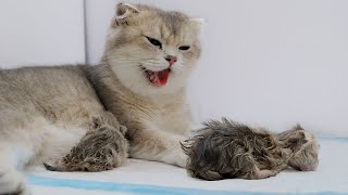 Mother Cat Is Exhausted After Giving Birth To Her Kittens by MiMo Cats 2,183 views 6 months ago 1 minute, 18 seconds