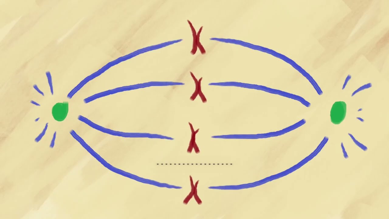 The tug of war inside a dividing cell | CCMB Conversations with Sachin Kotak #celldivision #cancer