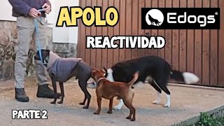 🔴 Campamento REACTIVIDAD parte 2 - Perro sin pelo mexicano Xoloitzcuintle by Equilibradogs - Psicología Canina 239 views 3 months ago 16 minutes