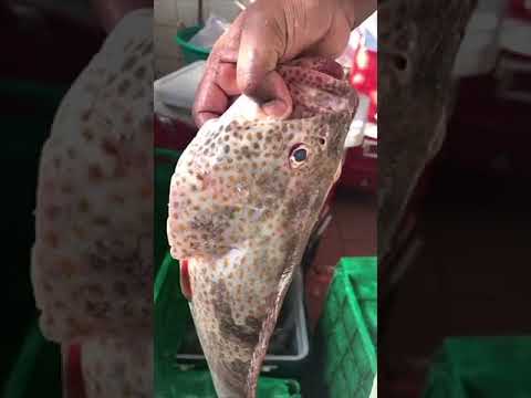 فيديو: كيفية اختيار السمك