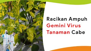 Racikan Anti Virus Kuning Tanaman Cabe yang Sudah Terserang Gemini Virus