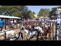 Peresanara sheep and goats market all breeds available