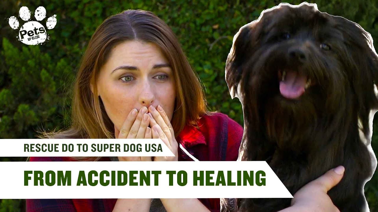 Несчастный случай во время скалолазания оставил меня без ноги | Спасательная собака в Супер Собак...