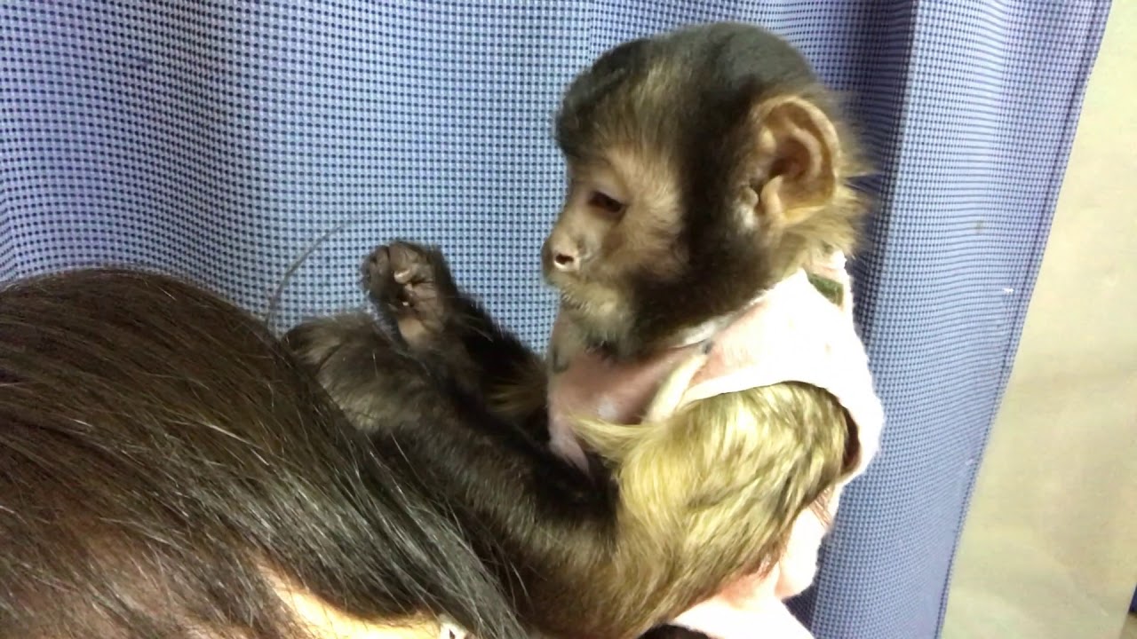 おサルさんの毛づくろい YouTube