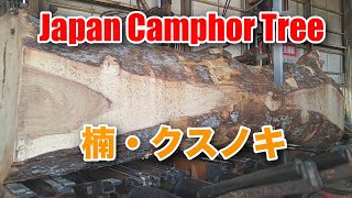 楠・クスノキJapan  Camphor Tree 本年初めての動画です。本年もよろしくお願いいたします。