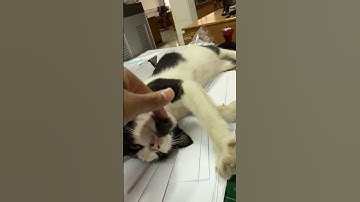 Lazy day cat #shortvideo #catlovers #kitten