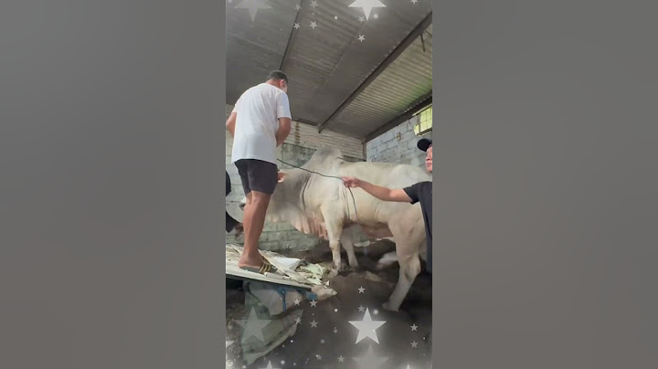 BUKAN MILIK IRFAN HAKIM_3 SAPI JUMBO YANG PAMIT DARI DEHAKIMS #shorts #artis #sapi #irfan #sapijumbo