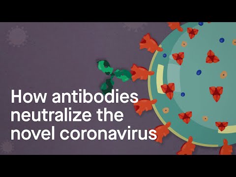 How antibodies neutralize the novel coronavirus: Science, Simplified