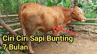 CIRI CIRI SAPI BUNTING 7 BULAN
