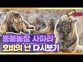 [동물농장 레전드] 사파리 ‘호비의 난’ 다시보기 EP.1 I TV동물농장 (Animal Farm) | SBS Story