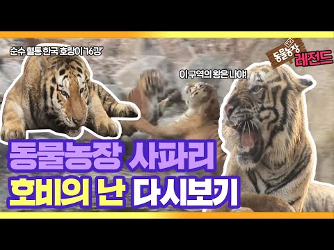 [동물농장 레전드] 사파리 ‘호비의 난’ 다시보기 EP.1 I TV동물농장 (Animal Farm) | SBS Story