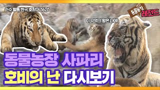 [TV 동물농장 레전드] 사파리 ‘호비의 난’ 다시보기 EP.1 I TV동물농장 (Animal Farm) | SBS Story