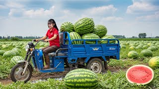TIMELAPSE — 366 Days of Harvesting 100Kg Giant Forest Watermelon & Go to Market Sell | Luna Harvest