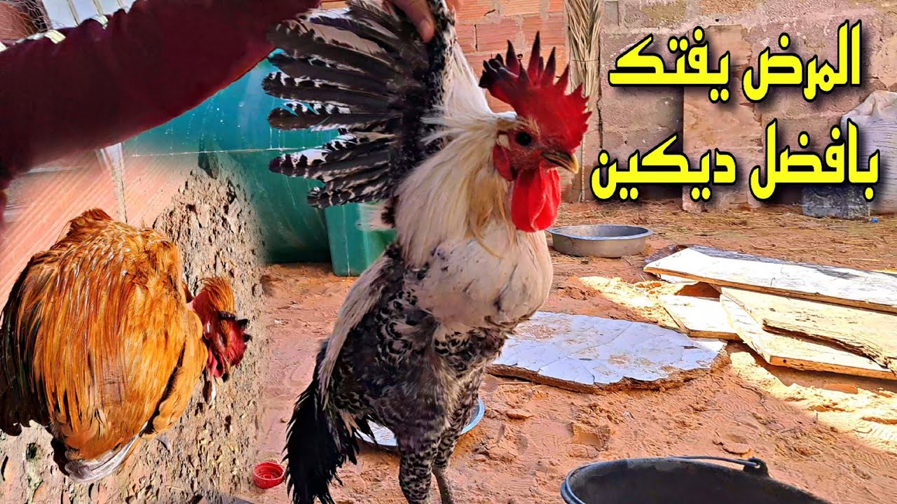 المرض يفتك بافضل ديكين🐓🐓 مرض نيوكاسل يقضي على كل الدجاج🐔💔😢