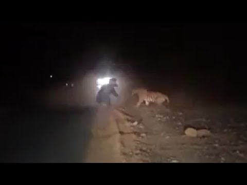 老虎與懶熊打鬥視頻Tiger VS Melursus ursinus fighting video【Tiger vs Bear 】