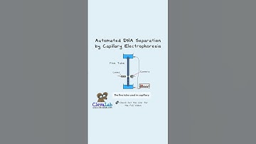 Why Is Capillary Electrophoresis So Fast? 🧬⚡