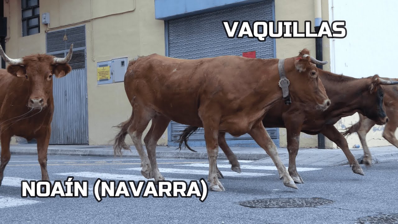 Noaín Vaquillas 2025 