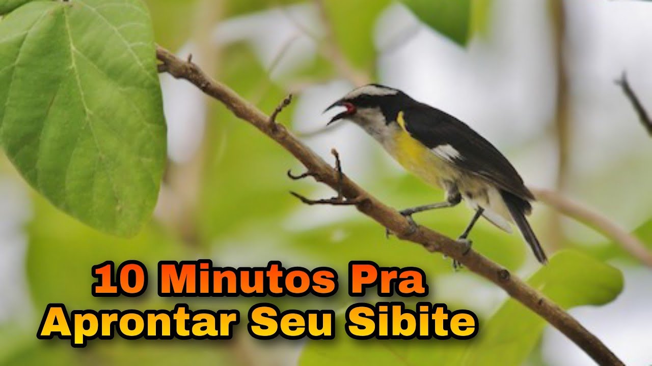 SIBITE 🔥 APRONTA SIBITE CAMBACICA CAGA CEBO EM 10 MINUTOS