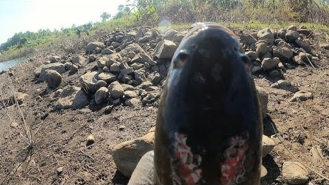 Săn cá lóc tự nhiên đập sông ray#nhái thật#câu lure