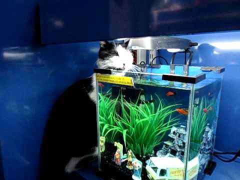 cat drinking fish tank water