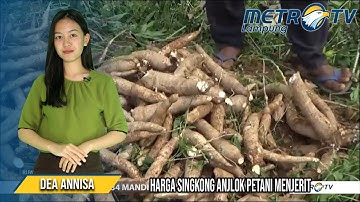 Petani Menjerit !!! Harga Singkong Anjlok sampai 900 Rupiah
