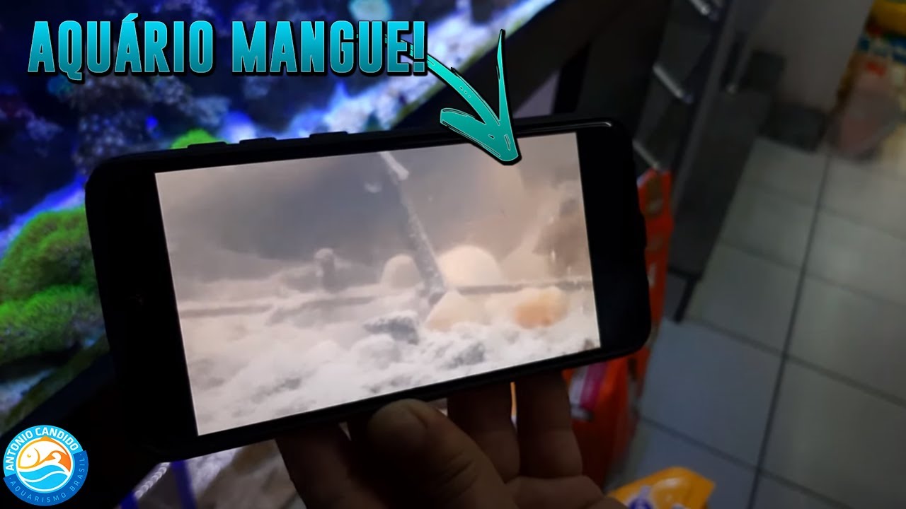 Achei um AQUÁRIO MANGUE! Visita a Aquapet Mogi das Cruzes - SP - YouTube