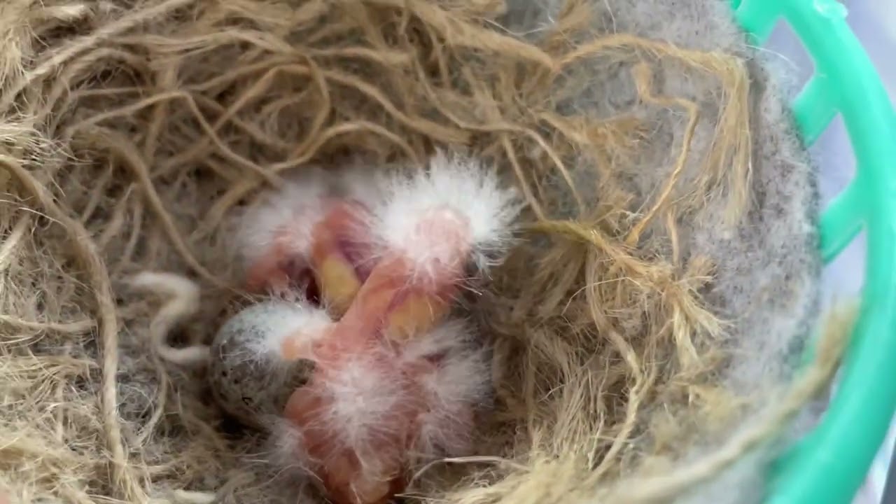 Cría de canarios temporada 2026