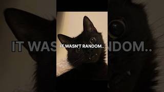 It wasn't random.. #cat #creepy #memes #shorts