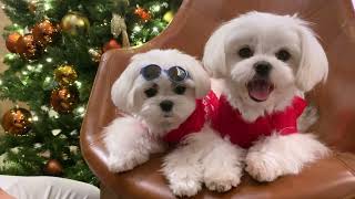 TEACHING A DOG TO WEAR GLASSES IS HARD by Xanti the Maltese 6,614 views 3 months ago 3 minutes, 51 seconds
