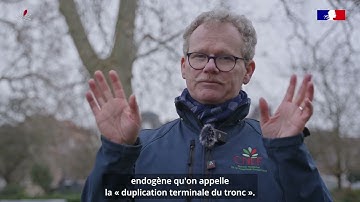 Fourche maîtresse - Méthode ARCHI et Dendro-Marqueurs Architecturaux - DMA 3/21