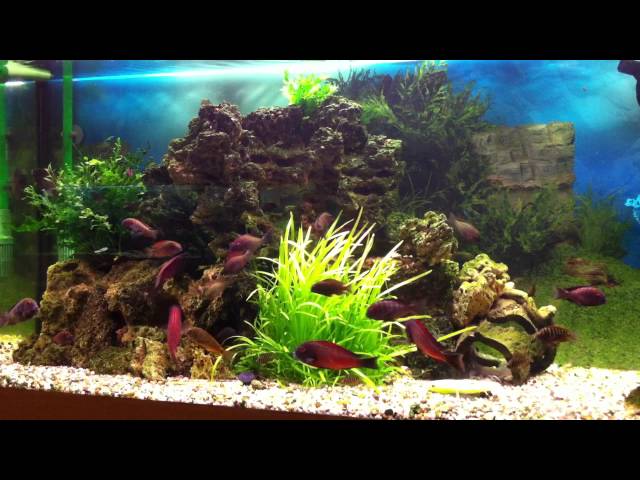 Tropheus Chimba - YouTube