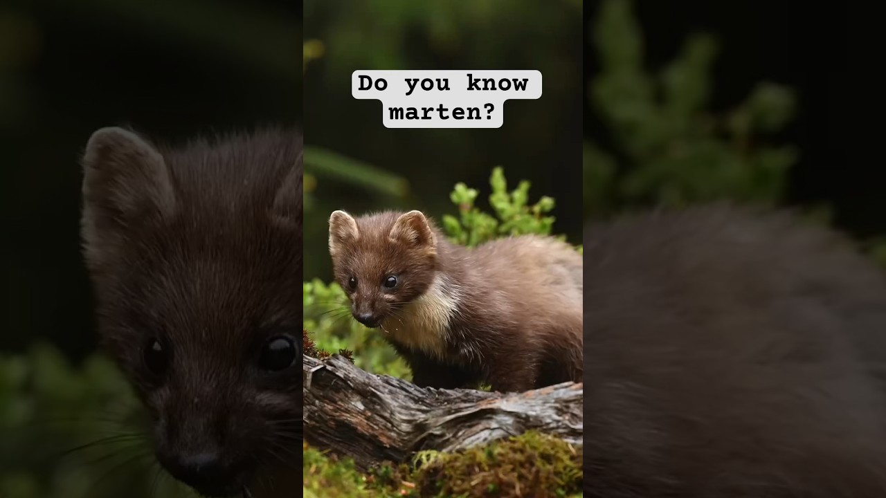 The marten