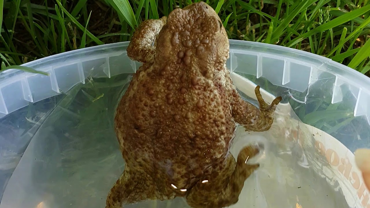 Картинки жаба клава