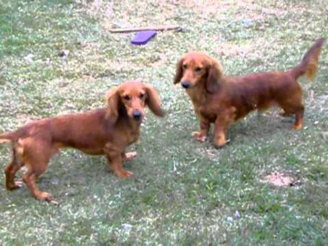 bronia dachshunds