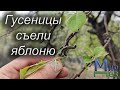 Гусеницы съели яблоню. МирДез