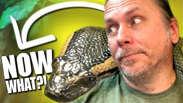 MY ANACONDA WILL NOT EAT!! NOW WHAT?? | BRIAN BARCZYK