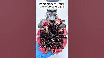Pomegranate A Hidden World Under the Microscope – Bacteria Close-Up