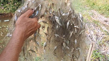 Lần Đầu Thấy Giăng Lưới Cá Lòng Tong , Cá Dính Đặt Lưới Kiểu Này