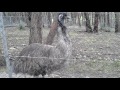 Emu in cleland wildlife park